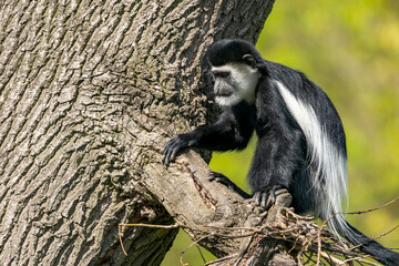 The mantled guereza (Colobus guereza), the eastern black-and-white colobus, or the Abyssinian...
