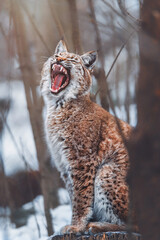 Fototapeta na wymiar lynx in snow