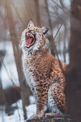 Papier Peint photo Lavable Lynx lynx in snow