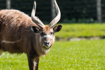 The sitatunga or marshbuck (Tragelaphus spekii) is a swamp-dwelling antelope. They occur in tall...