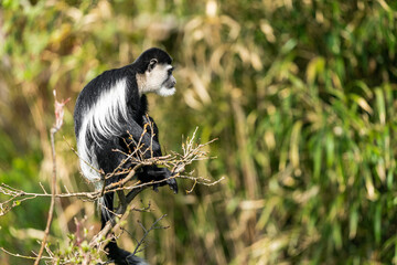 These monkeys are found throughout the forests of central Africa. Because the leaves they eat are low in calories and thus deliver less energy, colobus monkeys adapt by reducing their activity level.
