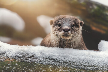 otter on the rock