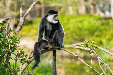 The mantled guereza (Colobus guereza), the eastern black-and-white colobus, or the Abyssinian black-and-white colobus, is a black-and-white colobus, a type of Old World monkey on a branch.