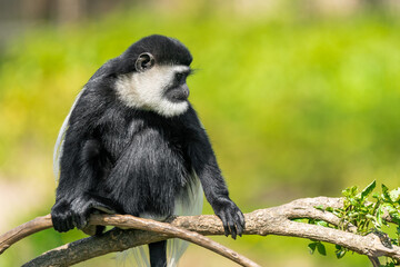Guereza, any of several species of colobus monkeys distinguished by their black and white pelts, especially Colobus guereza from the East African mountains of Uganda and Congo.