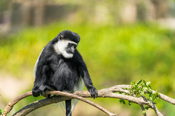The guereza is a large black monkey with a white mantle and a tail tuft. The body is mostly black, with the white mantle extending from the shoulder to the hip, connecting around torso.