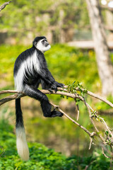 Guereza, any of several species of colobus monkeys distinguished by their black and white pelts, especially Colobus guereza from the East African mountains of Uganda and Congo.