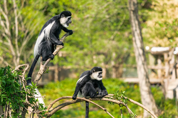 Guereza, any of several species of colobus monkeys distinguished by their black and white pelts, especially Colobus guereza from the East African mountains of Uganda and Congo.