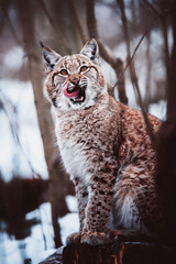 lynx in snow