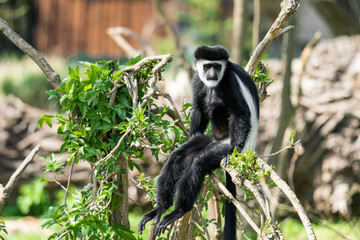 Obraz premium The guereza is a large black monkey with a white mantle and a tail tuft. The body is mostly black, with the white mantle extending from the shoulder to the hip, connecting around torso.