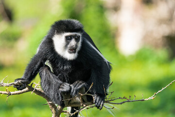 The mantled guereza (Colobus guereza), the eastern black-and-white colobus, or the Abyssinian black-and-white colobus, is a black-and-white colobus, a type of Old World monkey on a branch.
