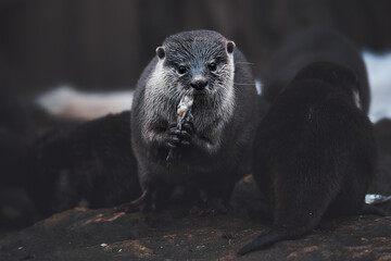 otter on a rock
