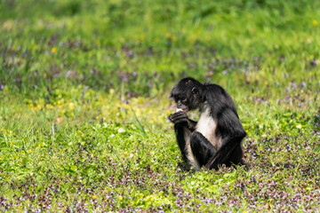 Geoffroy’s spider monkey (Ateles geoffroyi). It is one of the largest New World monkeys, often weighing as much as 9 kg. Its arms are significantly longer than its legs. Sitting and eating on grass.