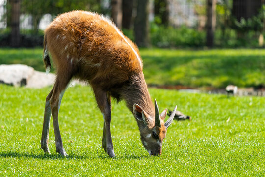 The sitatunga or marshbuck (Tragelaphus spekii) is a swamp-dwelling antelope. They occur in tall and dense vegetation as well as seasonal swamps, marshy clearings in forests and riparian thickets.