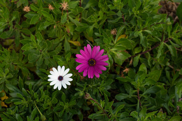 Flores blanca purpura