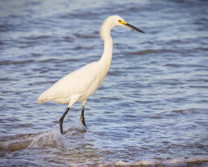 Brazilian birds on the south coast of Brazil.
Aves brasileiras na costa sul do Brasil.