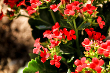 Kalanchoe flowers in the garden under the sun