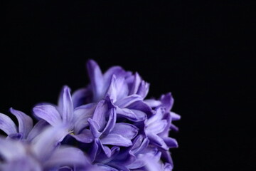 purple hyacinth