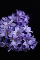 purple hyacinth