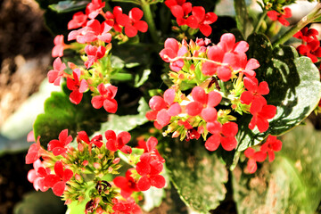 Kalanchoe flowers in the garden under the sun