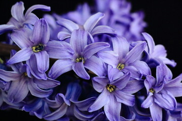 purple hyacinth