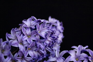 purple hyacinth