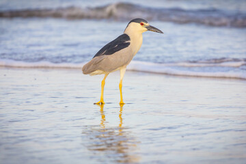 Brazilian birds on the south coast of Brazil.
Aves brasileiras na costa sul do Brasil.