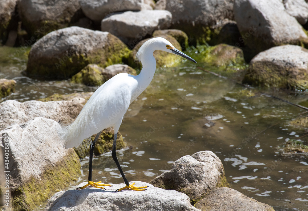 Wall mural Cattle Egret