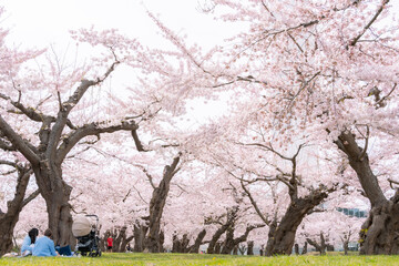 Obraz premium 桜の木