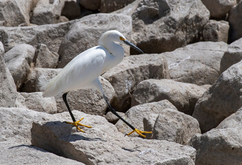 Cattle Egret