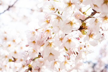 桜の花びら　アップ