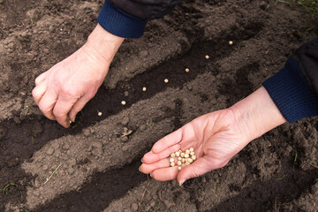 Farmer hands sowing seeding pea seeds in soil ground in garden
