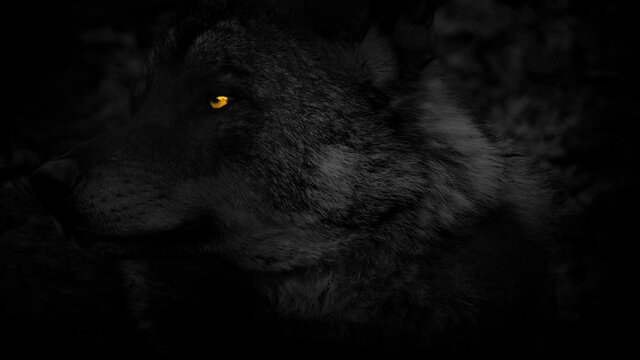 Big Wolf Looking Around With Bright Orange Eyes
