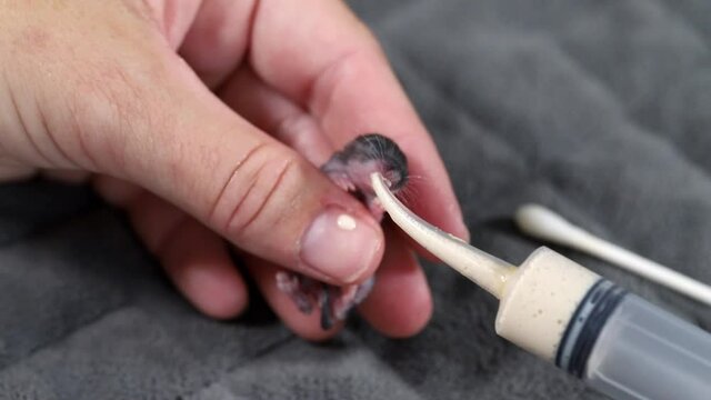 Young mouse, Mus musculus, less than a week old and eyes closed.