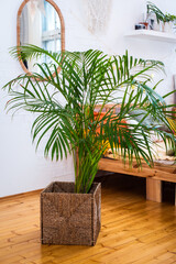 decorative palm tree in the interior. fern in eco-friendly pots. natural materials. exotic plant at home.