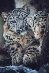 Gordijnen Snow leopard © Sangur