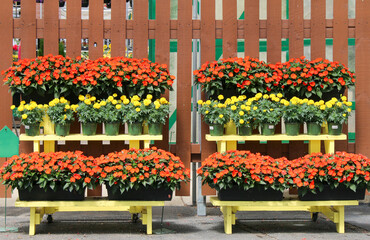 bright red and yellow blooming flowers display at outdoors nursery market or formal backyard garden fence patio