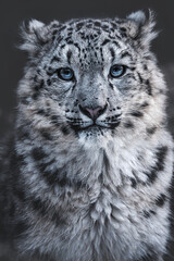 Snow leopard