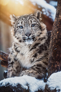 Snow leopard
