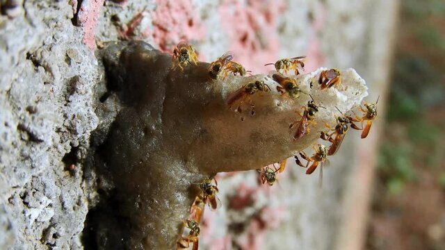 Jatai stingless bee or angelita bee (Tetragonisca angustula) at the wax entrance to their hive in Brazil