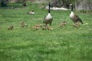 several Canadian geese and goslings on the grass