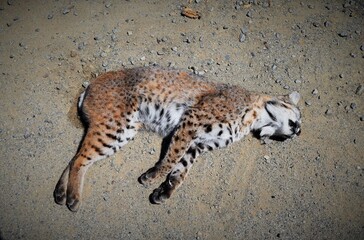 Bobcat road kill. A bobcat lays dead after being struck by a car in the hills of Monterey,...