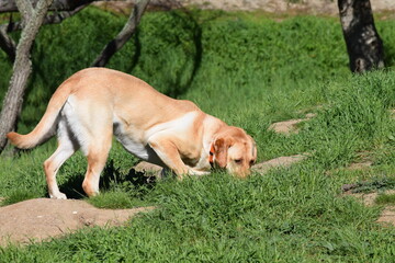 A yellow Labrador retriever hunts for squirrels.