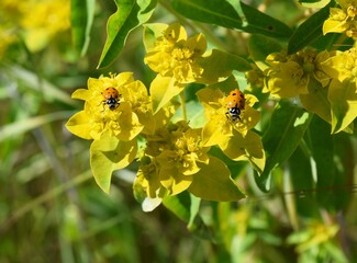 Ladybugs on yellow flowers (wildflowers)