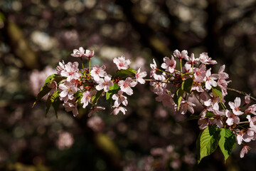 Blooming pink flowers on the branch. Spring background.