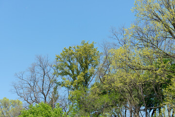 Fototapeta premium trees lining a river bank in spring