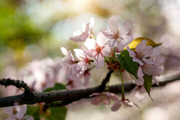 Blooming pink flowers on the branch. Spring background.