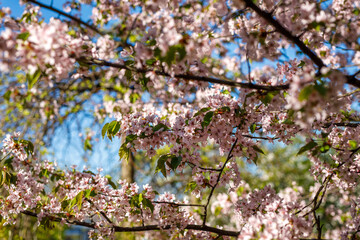 Spring blossom background. Beautiful nature scene of blooming tree. Pink flowers on the branches.