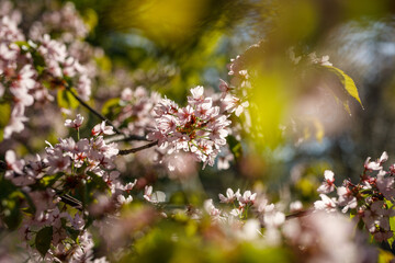 Blooming pink flowers on the branch. Spring background.