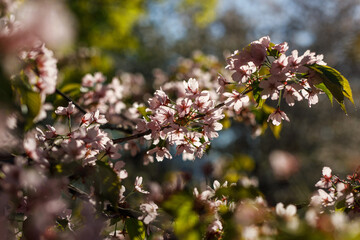 Spring blossom background. Beautiful nature scene of blooming tree. Pink flowers on the branches.