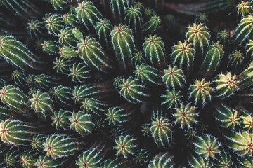 close up of a cactus